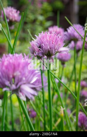 Gros plan de fleurs de ciboulette rose éclatantes en pleine floraison, sur fond de jardin verdoyant par une journée ensoleillée. Banque D'Images