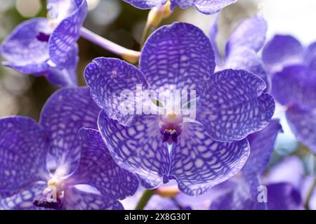 Orchid Vanda Sansai Blue gx Banque D'Images