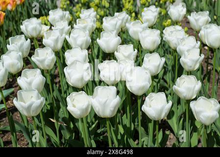 Tulipe, Tulipa 'Angels' souhaite Banque D'Images