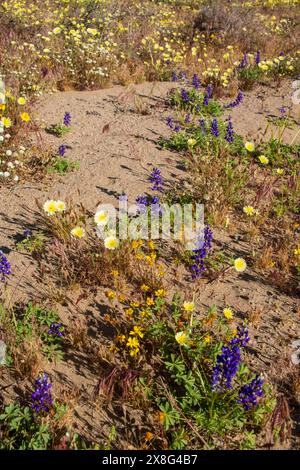 Cette superfloraison de fleurs sauvages a vu le jour près de Coso Junction dans le comté d'Inyo, EN CALIFORNIE, AU printemps 2024. Banque D'Images