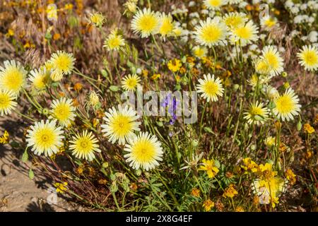 Cette superfloraison de fleurs sauvages a vu le jour près de Coso Junction dans le comté d'Inyo, EN CALIFORNIE, AU printemps 2024. Banque D'Images