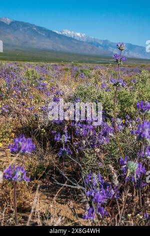 Cette superfloraison de fleurs sauvages a vu le jour près de Coso Junction dans le comté d'Inyo, EN CALIFORNIE, AU printemps 2024. Banque D'Images