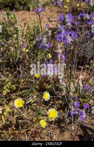 Cette superfloraison de fleurs sauvages a vu le jour près de Coso Junction dans le comté d'Inyo, EN CALIFORNIE, AU printemps 2024. Banque D'Images