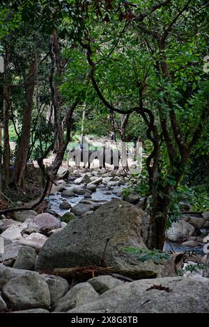 La Thaïlande, Koh Samui (île de Samui), les éléphants à Namuang waterfall Banque D'Images