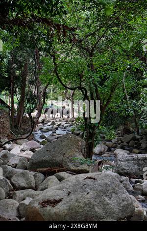 La Thaïlande, Koh Samui (île de Samui), les éléphants à Namuang waterfall Banque D'Images