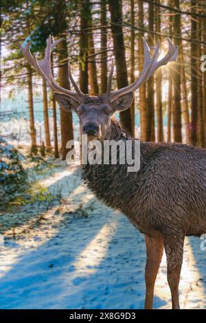 cerf, nature, mammifère, bois, sauvage, buck, forêt, brun, chasse, cerf en jachère, fourrure, animal, arbre, automne, chasse, cerf rouge Banque D'Images