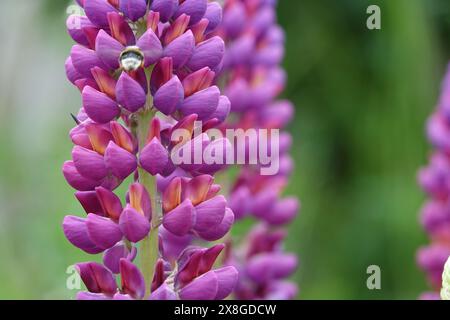 Bourdon sur une fleur de lupin rose Banque D'Images