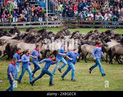 25 mai 2024, Rhénanie-du-Nord-Westphalie, Dülmen : le troupeau de chevaux sauvages traverse l'arène accompagné des attrapeurs. Environ 15 000 fans de chevaux sont toujours attirés par le Münsterland le dernier week-end de mai. Samedi (15 h), de jeunes chevaux sauvages seront capturés dans la réserve naturelle Merfelder Bruch près de Dülmen. Les juments et leurs poulains mâles entreront dans une arène. De nombreux assistants y attendront pour attraper les jeunes animaux et les séparer de leurs mères. Les étalons doivent être régulièrement retirés du troupeau en liberté d'environ 400 chevaux sauvages, comme les animaux pourraient autrement y entrer Banque D'Images