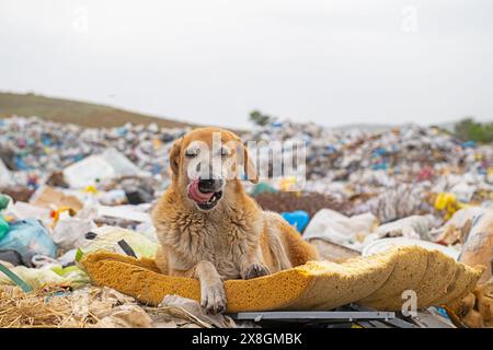 Chien errant à la décharge de la ville. Banque D'Images