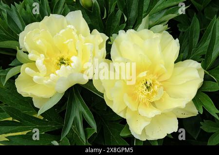 Double pivoine jaune vif paeonia «Bartzella» en fleur Banque D'Images