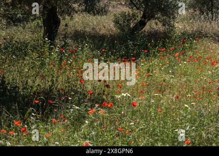 Coquelicots (Papaver sp.) Floraison dans une oliveraie à SW Turkiye Banque D'Images