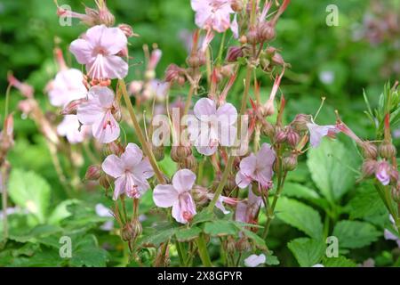 Geranium macrorrhizum rose pâle quotidien «variété d'Ingwersen», également connu sous le nom de géranium bigroot, géranium bulgare et bec de grue de roche en fleur. Banque D'Images