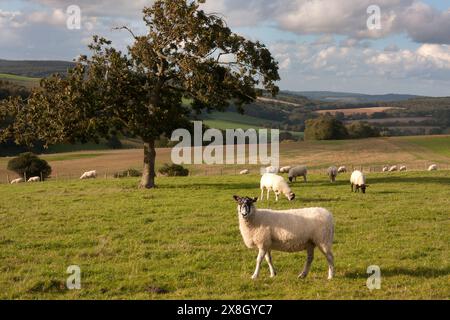 Scène rurale de Harting Down vers Singleton, South Downs, West Sussex, Angleterre Banque D'Images