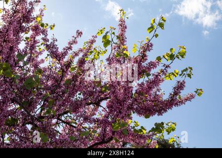 Arbre Judas en fleur avec des fleurs violettes, Athènes, Grèce, Europe. Banque D'Images