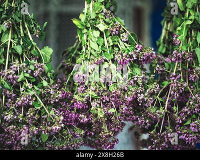 Des grappes inversées de plantes vertes et violettes représentent une scène de séchage à base de plantes dans un cadre rustique. Banque D'Images