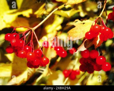 Baies d’automne : baies rouges et feuilles jaunes sur les branches, signalant l’arrivée de l’automne. Banque D'Images