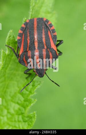 Gros plan vertical naturel sur le magnifique insecte rayé rouge européen , Graphosoma italicum sur une feuille verte Banque D'Images