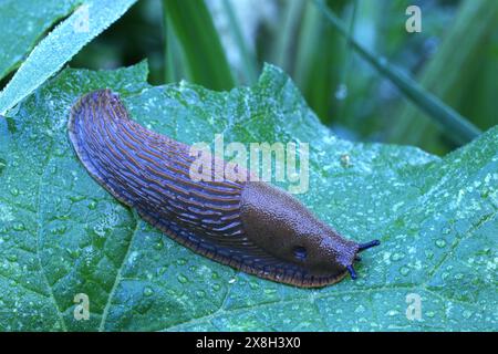 Escargot (limace) sur feuille verte avec rosée du matin Banque D'Images