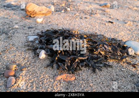 Gros plan d'algues et de rochers sur une plage de sable au coucher du soleil, mettant en valeur la beauté et les textures côtières. Banque D'Images