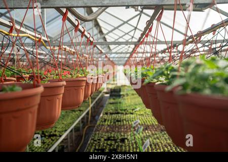 Le pétunia plante des plants dans des pots suspendus dans une serre industrielle de pépinière de plantes. Banque D'Images