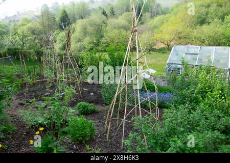 Willow bâton structures cadre pour la culture de plantes grimpantes haricots et pois doux au printemps mai jardin de campagne sol compost pays de Galles UK KATHY DEWITT Banque D'Images