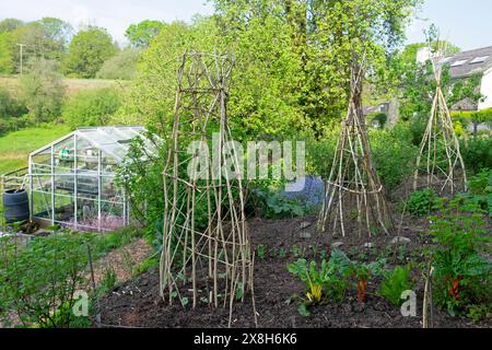 Willow Sticks support cadre pour la culture de plantes grimpantes haricots et pois doux au printemps mai jardin de campagne sol compost pays de Galles UK KATHY DEWITT Banque D'Images