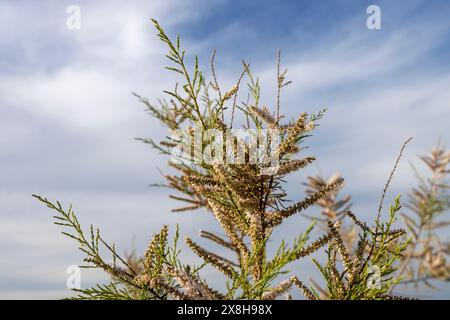 Tamarix africana, le tamari africain, est une espèce d'arbre de la famille des Tamaricaceae opposée au ciel bleu Banque D'Images