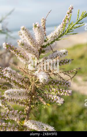 Tamarix africana, le tamari africain, est une espèce d'arbre de la famille des Tamaricaceae. Banque D'Images