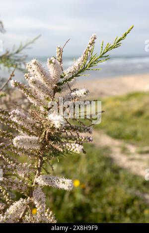 Tamarix africana, le tamari africain, est une espèce d'arbre de la famille des Tamaricaceae. Banque D'Images