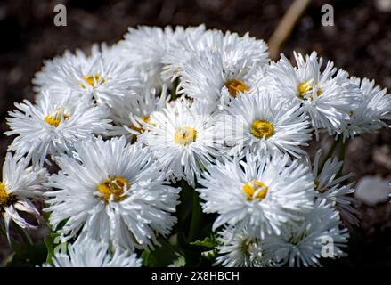 Fleurs populaires de printemps Daisy bellis Pomponette fleurir dans le jardin Banque D'Images