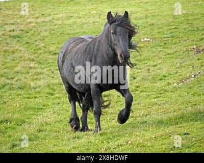 Noir brillant Fell Pony avec crinière et queue soufflant alors qu'il court sur les collines des hautes terres de Cumbria, Angleterre, Royaume-Uni Banque D'Images