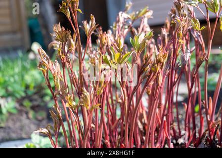 Gros plan des pousses de pivoine dans le jardin fleuri. Cottage jardin. Banque D'Images