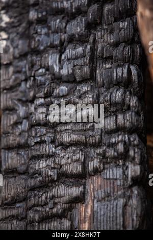 Conséquences de l'incendie. Surface de bois dur rayée brûlée. Traces de feu sur un bois. Gros plan. Mise au point sélective. Banque D'Images