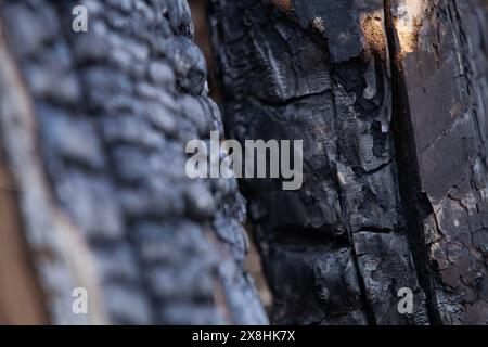 Conséquences de l'incendie. Surface de bois dur rayée brûlée. Traces de feu sur un bois. Gros plan. Mise au point sélective. Banque D'Images