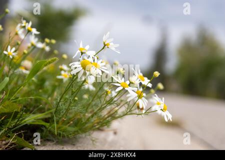 Marguerites sauvages vibrantes - pétales blancs avec des centres jaunes - à côté d'un chemin concret sous un ciel nuageux. Prise à Toronto, Canada. Banque D'Images