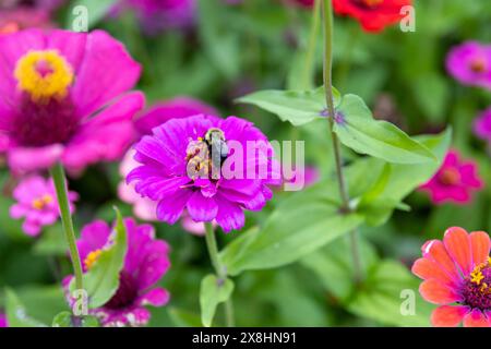 Bumblebee - zinnia rose éclatante - fleurs colorées - verdure luxuriante toile de fond. Prise à Toronto, Canada. Banque D'Images