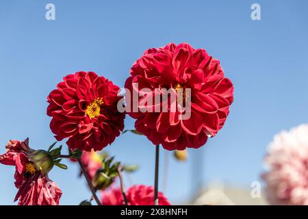 Dahlias rouge vif - vif, pleine floraison - contre un ciel bleu clair. Prise à Toronto, Canada. Banque D'Images