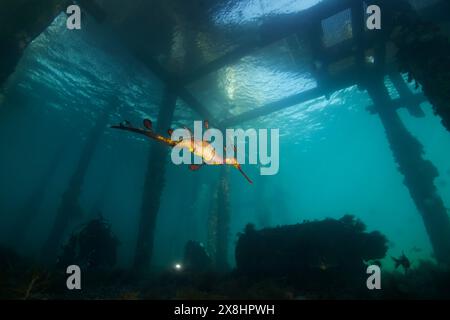 Dragon de mer weedy dans l'eau sous Flinders Pier. Banque D'Images