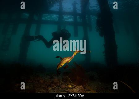 Weedy Seadragon observé par un plongeur sous la jetée de Flinders. Banque D'Images
