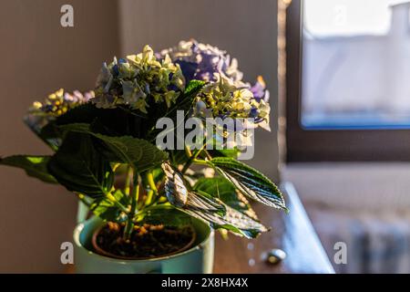 Une plante en pot est placée sur une table en bois. Les feuilles des plantes sont vertes et saines, et la table est robuste et bien conçue. Le paramètre appe Banque D'Images