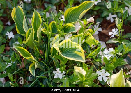 'El Niño' Hosta, Blåfunkia (Hosta tardiana) Banque D'Images