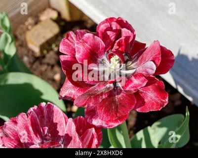 'Nachtwacht, veille de nuit' double tulipe précoce, Tidig fylld tulpan (Tulipa gesneriana) Banque D'Images