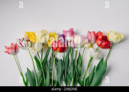 Assortiment coloré de tulipes Banque D'Images