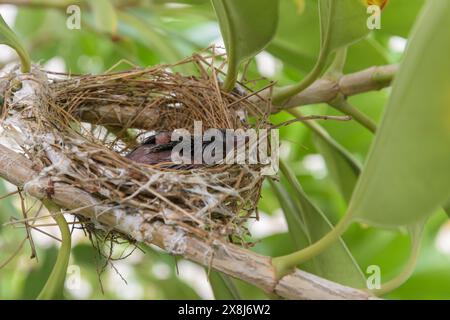 Les oiseaux nichent sur un arbre ramifié avec deux bébés oiseaux Banque D'Images