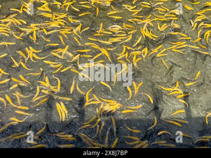 Poissons de truite dorés frais dans l'étang. Vue de dessus. Banque D'Images