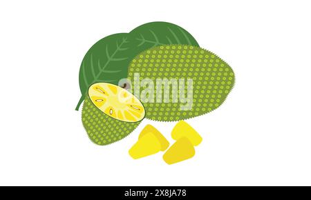 Jackfruit Vector et illustration Design. Illustration de Vecteur