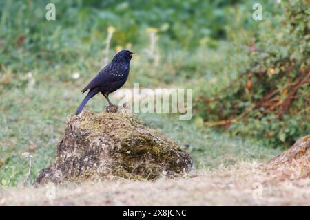 Oiseau noir commun perché sur un rocher Banque D'Images