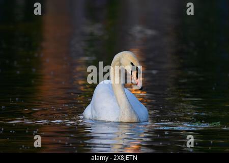 Beau cygne muet sur le lac sombre (Cygnus olor) Banque D'Images