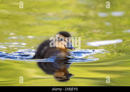 Petit caneton nageant à la surface du lac (Anas platyrhynchos) Banque D'Images