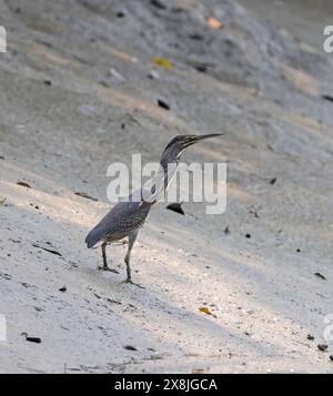 Héron strié dans sundarbans.cette photo a été prise à partir du parc national sundarbans, Bangladesh. Banque D'Images